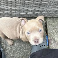 Dog for Sale