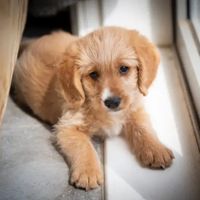 Dog for Sale