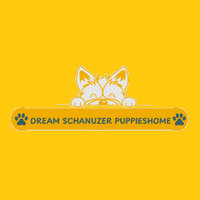 Dream schnauzer Puppies home