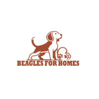 Beagles For Homes