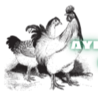 aylabackyard poultry